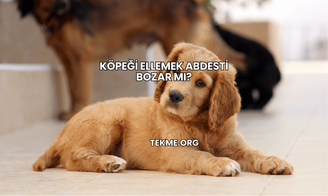 Köpeği Ellemek Abdesti Bozar mı?