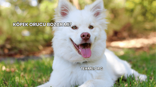 Köpek Orucu Bozar mı?